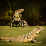Iguane à queue épineuse noire 2101-01 Tulum Quintana Roo Mexique, janvier 2021.
